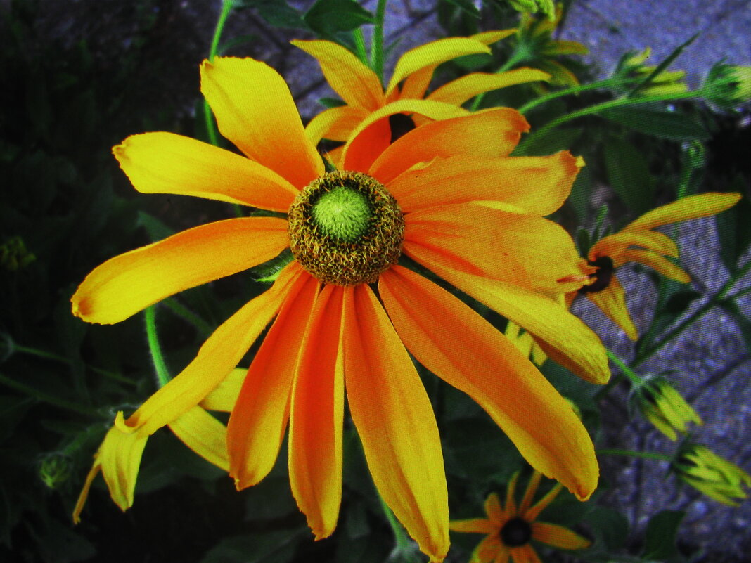 Красивая рудбекия - Людмила Смородинская