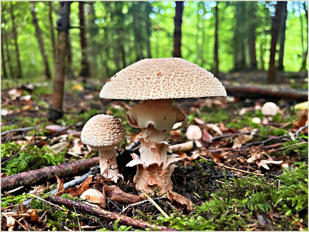 Мухомор серо-розовый. - Валерия Комова