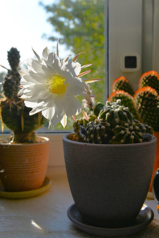 Кактус зацвёл ... - Константин Анисимов