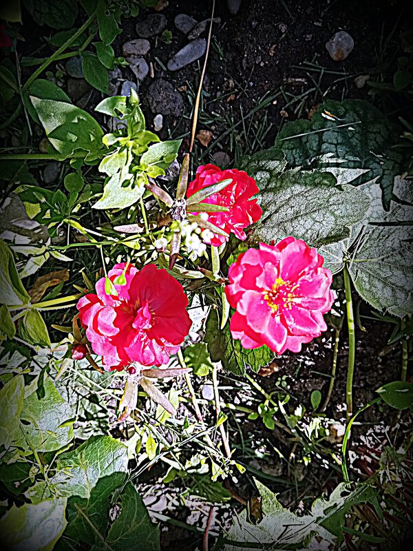 Цветы. - Владимир Драгунский