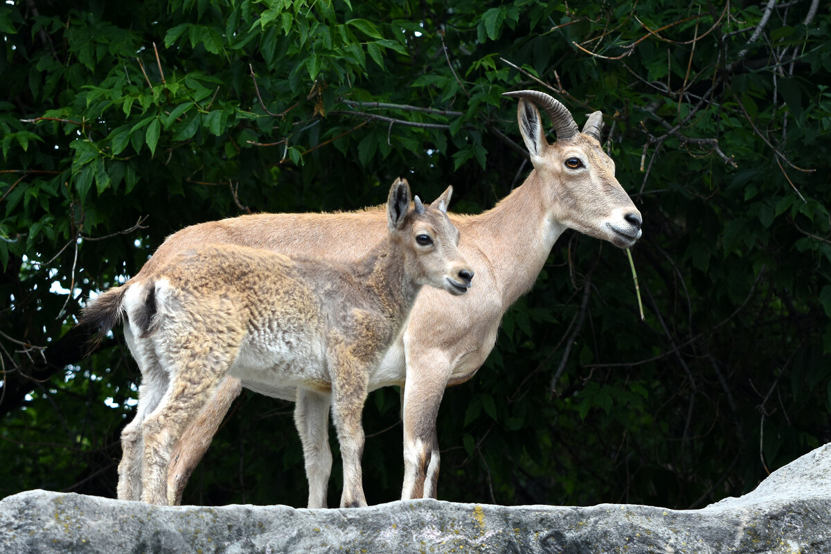 Московский Зоопарк. С мамой. - Наташа *****