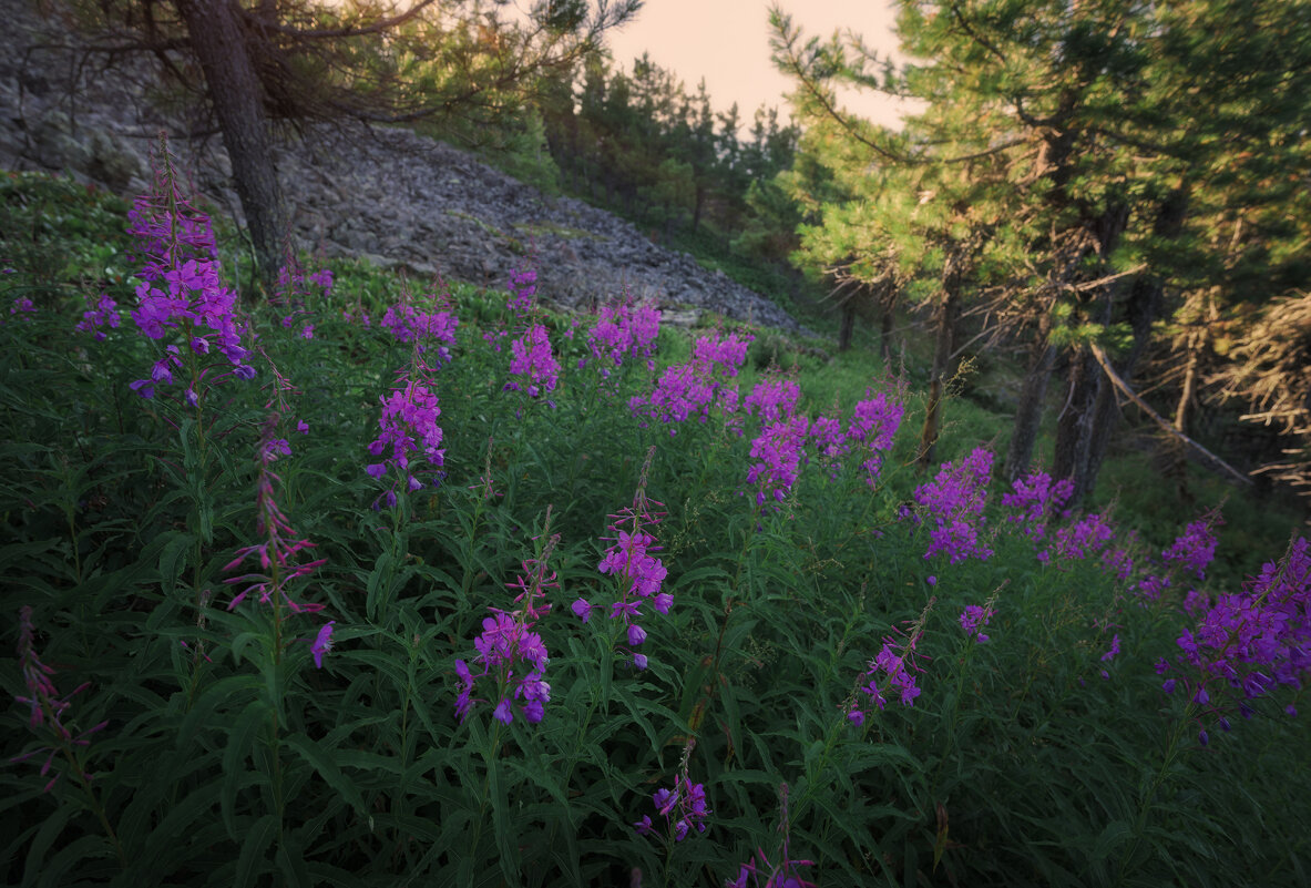 * - Александр Иванов