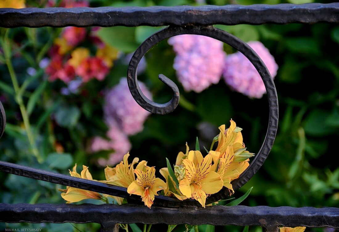 Альстромерия - Mikhail Irtyshskiy