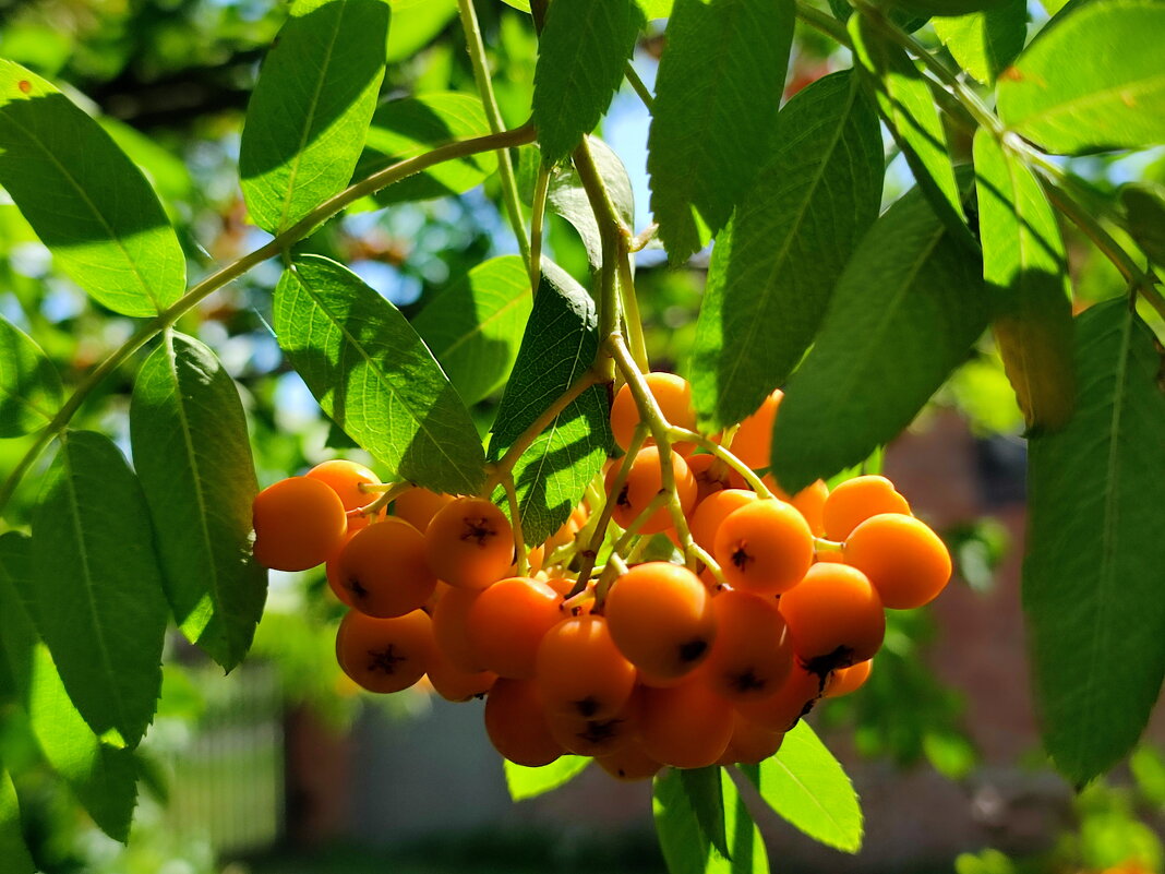 Скоро август.... - Валентина Богатко 