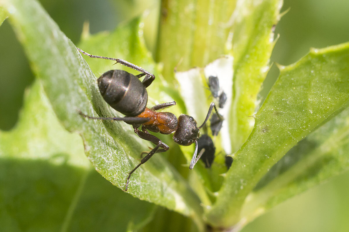 Разрешите - Геннадий Супрун