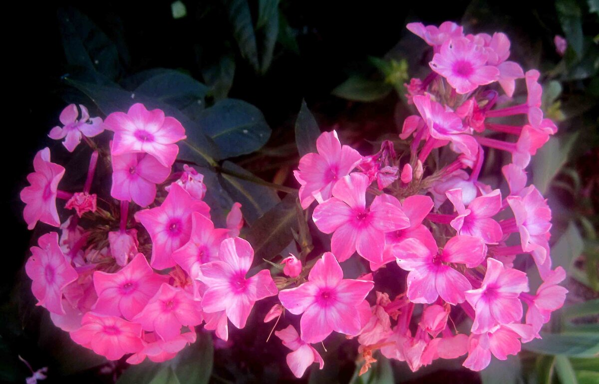 Флоксы - Елена Семигина Флоксы - Елена Семигина