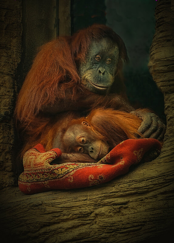 Из жизни в зоопарке. - Валентин 