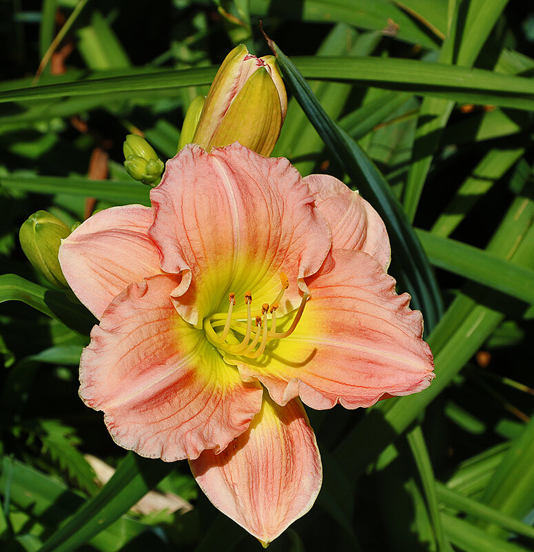 Лилейники бот сада МГУ - Светлана 