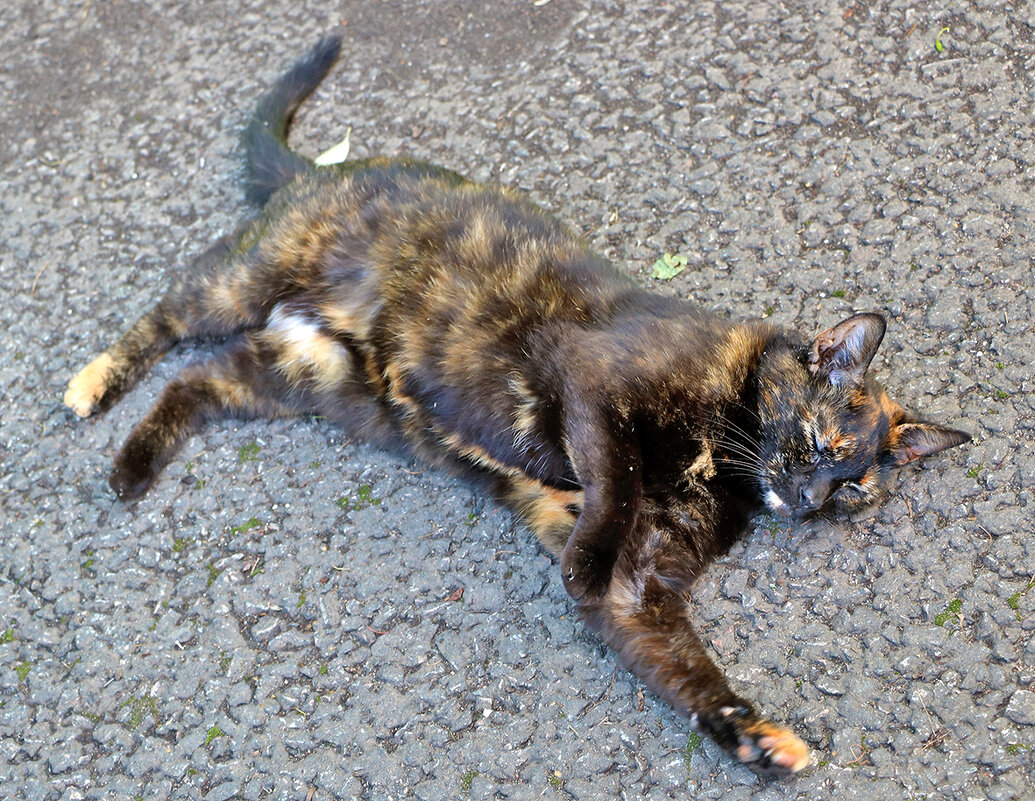 Аборигенка ботанического сада - Светлана 