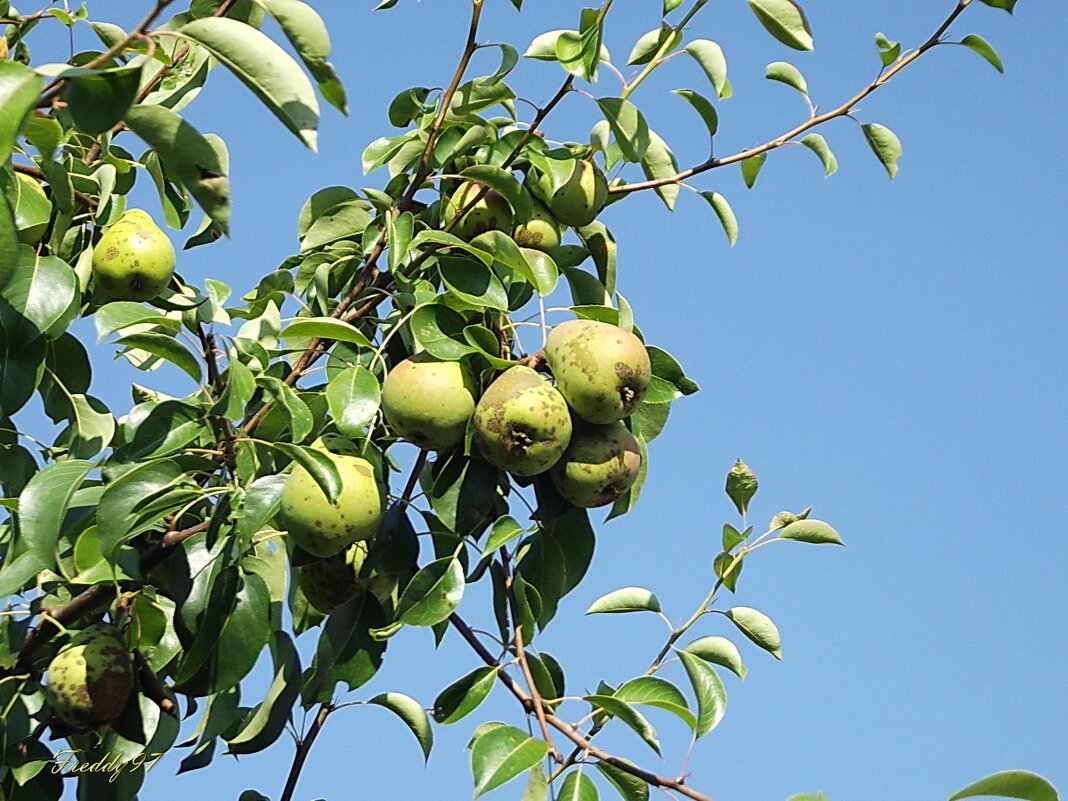 Груши зреют... - Freddy 97