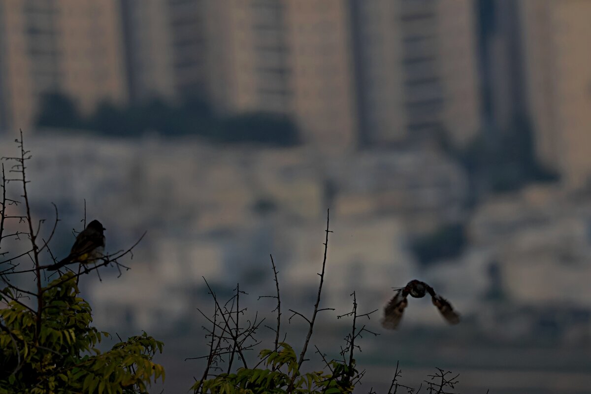 Рассветает - Аркадий Басович Рассветает - Аркадий Басович