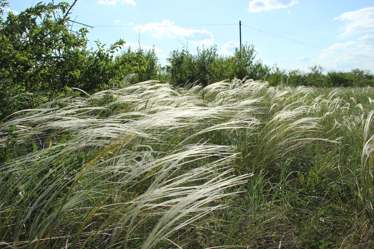 Ковыль. - Виктор 