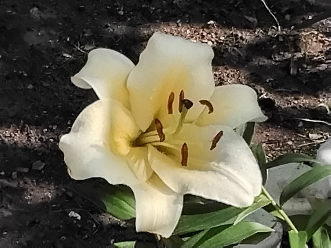 Лилия Конка д'Ор - Дмитрий Никитин