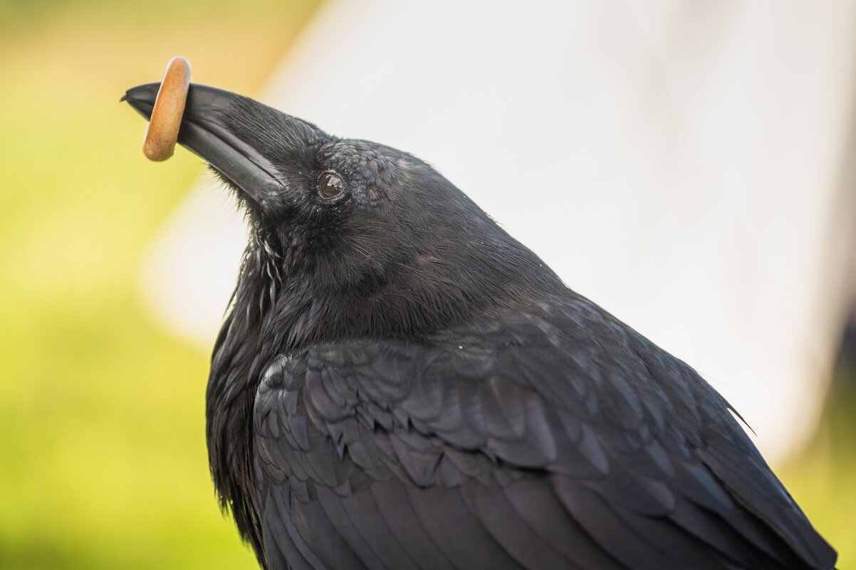 Домашний ворон Карстен. - Виктор Евстратов
