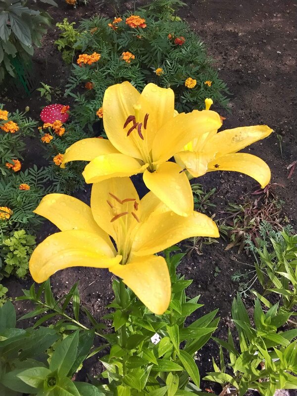 Краса лета - Дмитрий Никитин