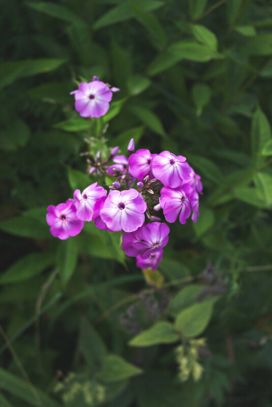 Флоксы - Светлана Мишенёва