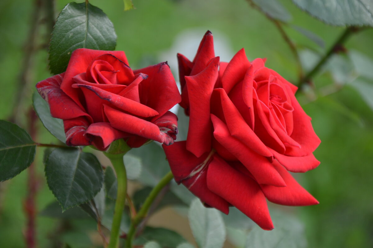 *** - Надежда Куркина 