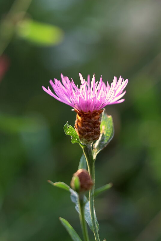 Яркость на солнце. - Александр Кондаков
