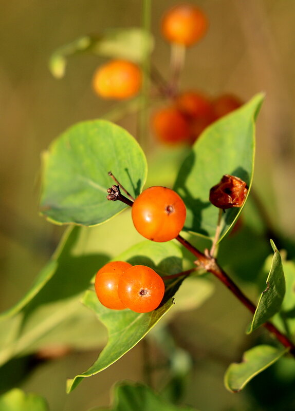 Сочность - Александр Кондаков Сочность - Александр Кондаков