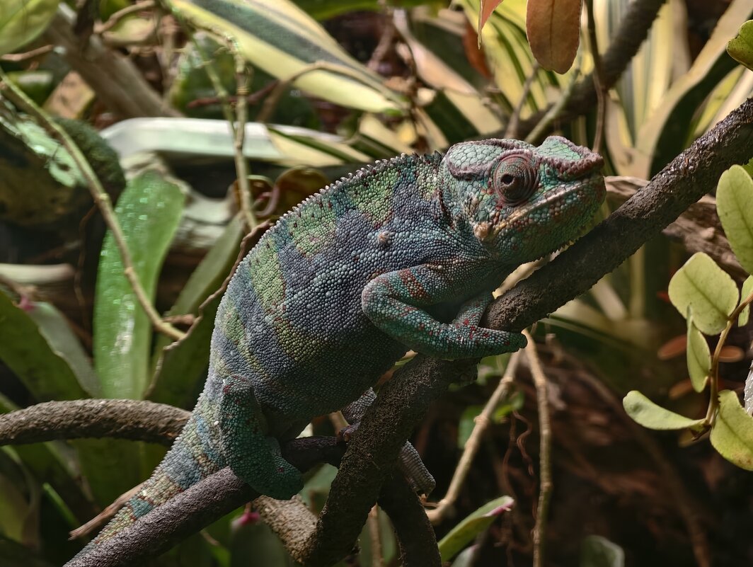 Хамелеон - <<< Наташа >>>