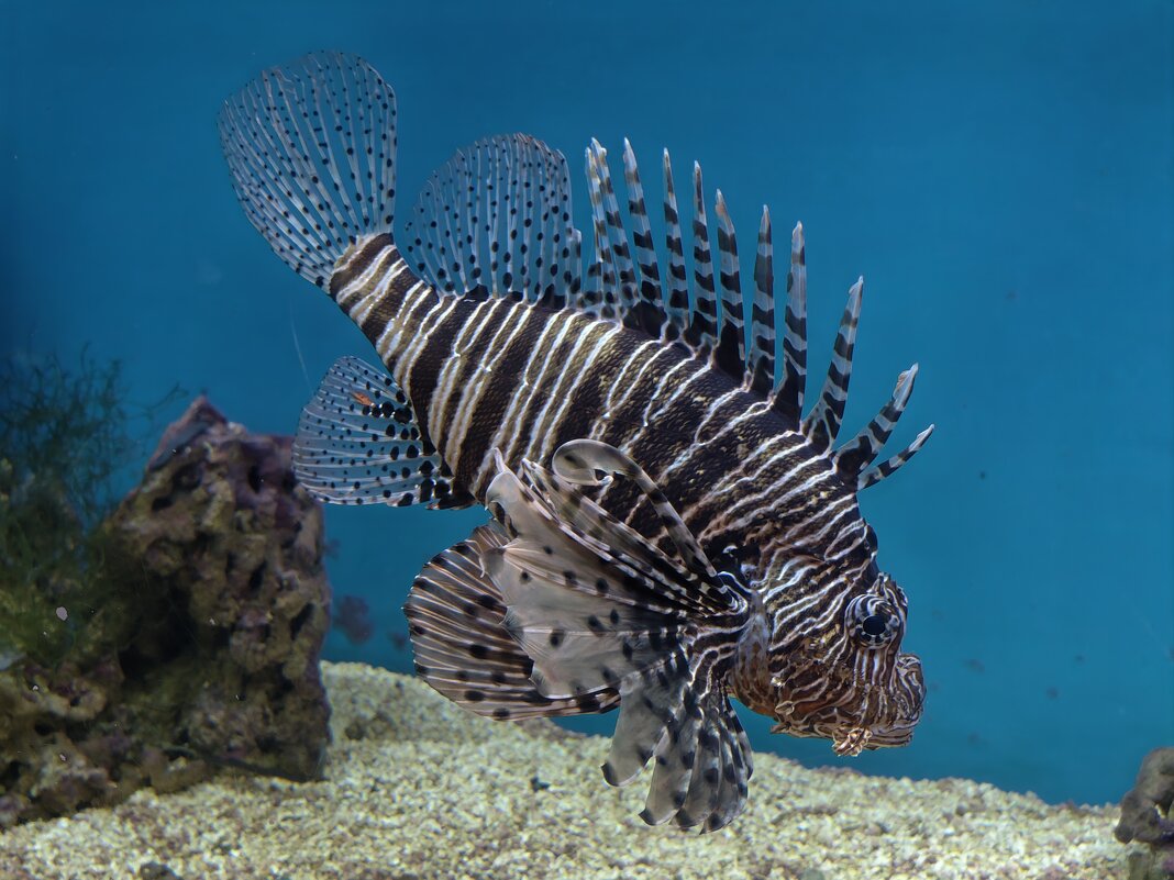 Крылатка-зебра - <<< Наташа >>>