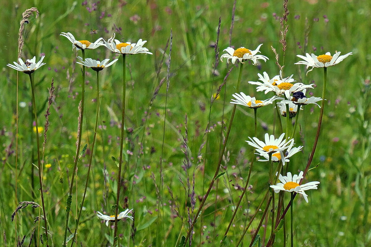 На поляне... - Владимир Шошин На поляне... - Владимир Шошин