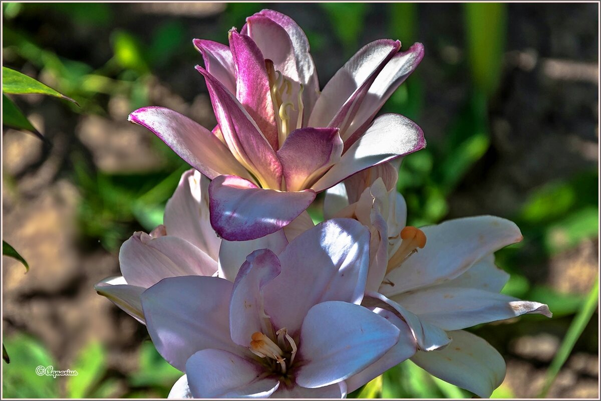 Лето,цветы... - Aquarius - Сергей Лето,цветы... - Aquarius - Сергей