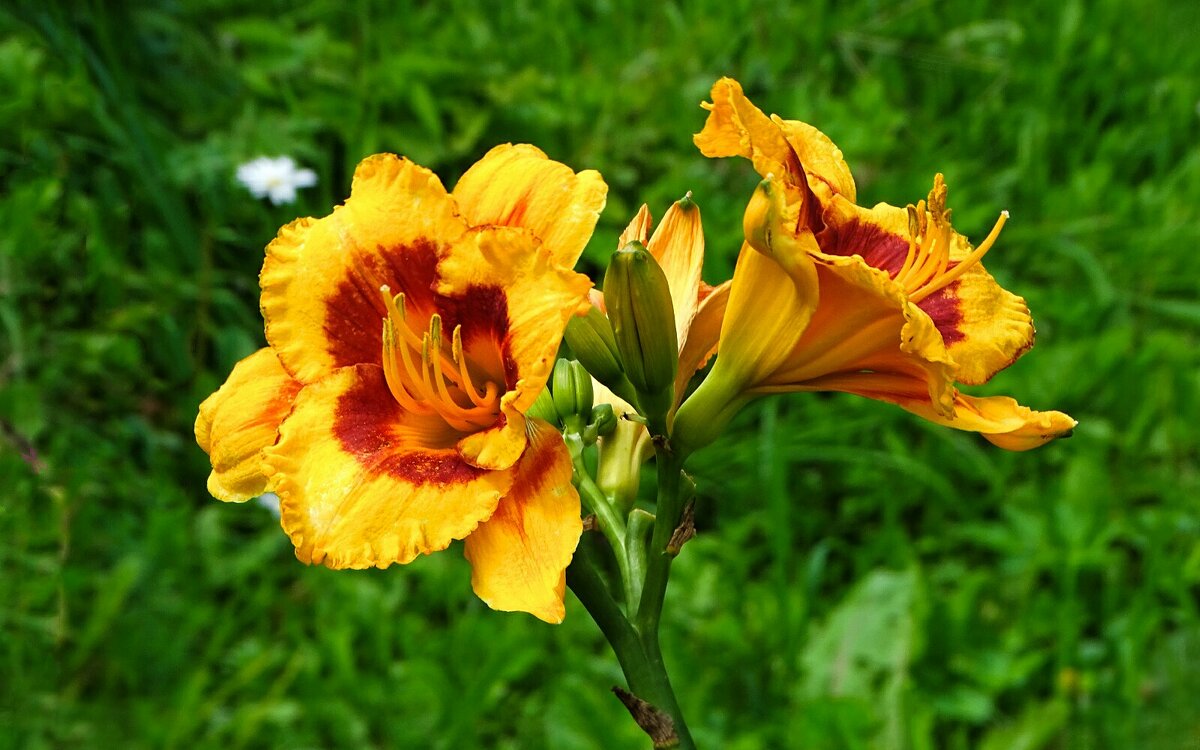 Городские лилии. - Милешкин Владимир Алексеевич 