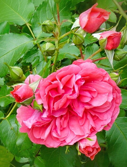 В розарии - Ольга 