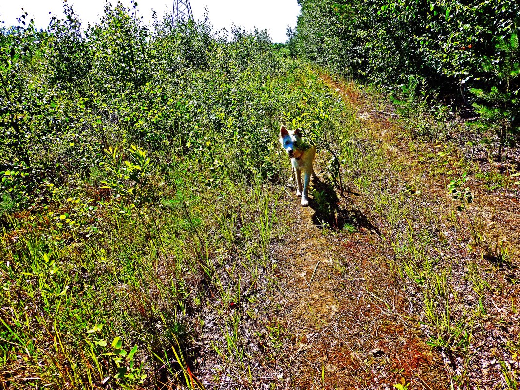 Молодой пес- таежный путешественник! - Владимир 