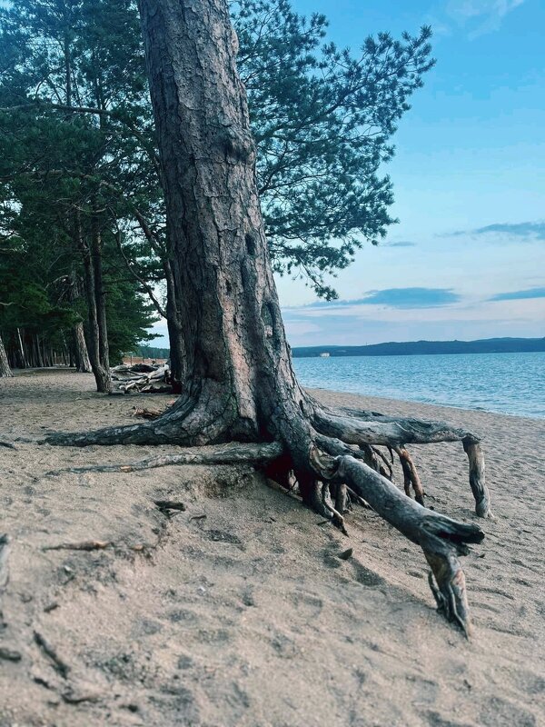 Дерева и корни - Георгиевич Дерева и корни - Георгиевич