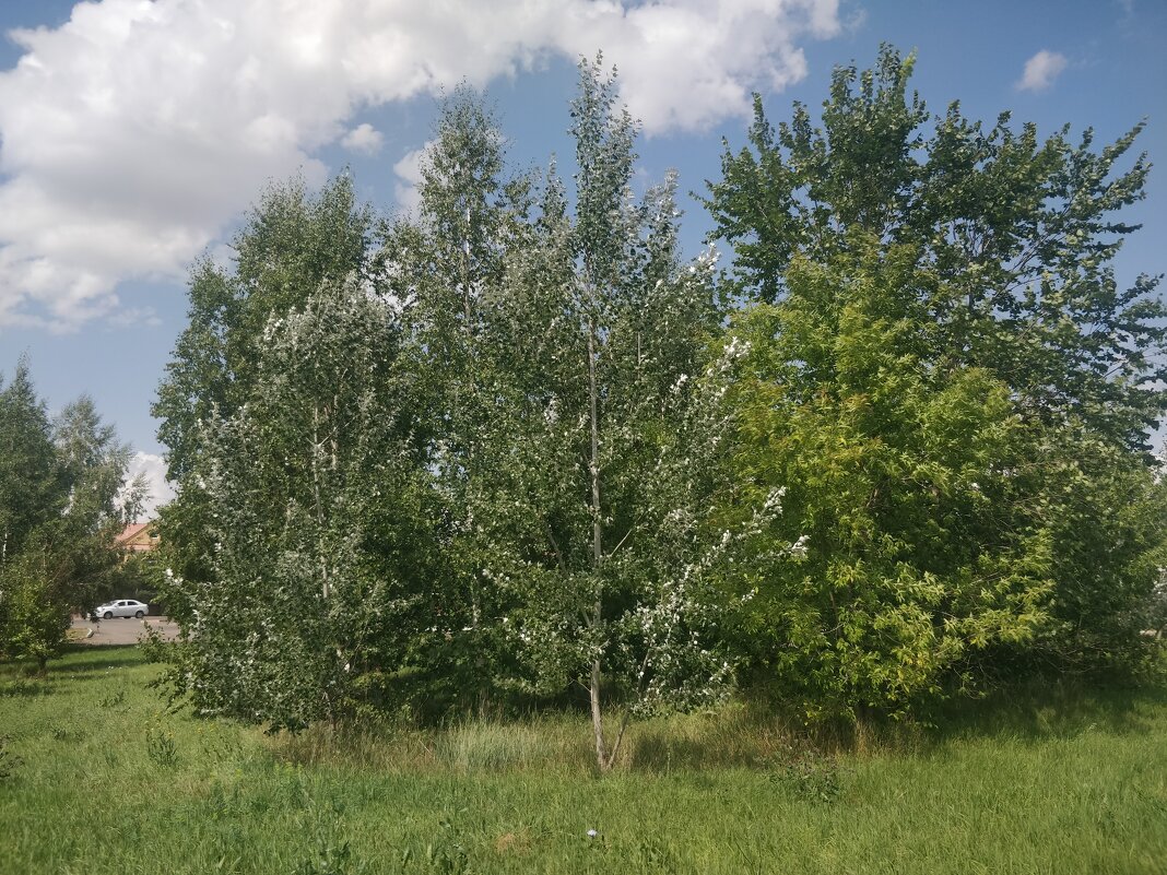 Шум деревье.Ветерок. - Андрей Хлопонин Шум деревье.Ветерок. - Андрей Хлопонин