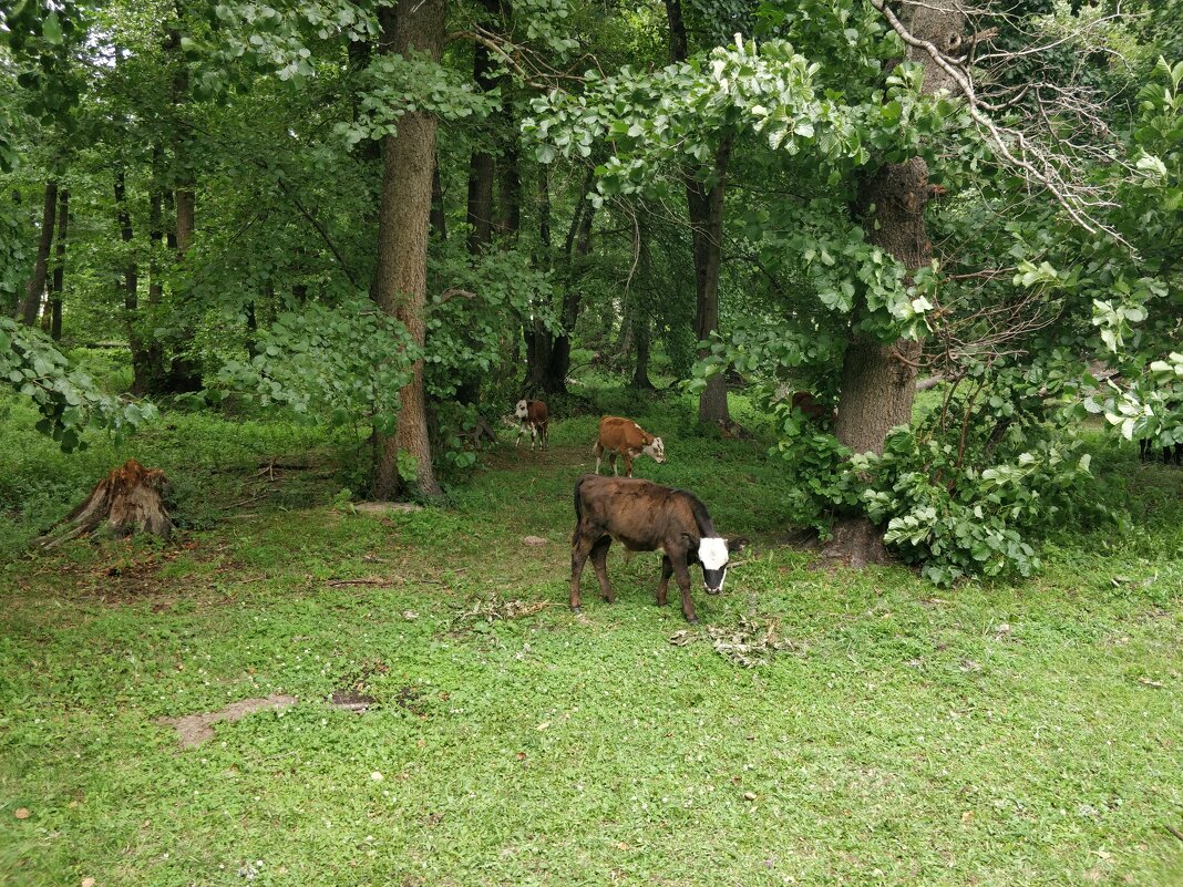 Мирный день - Андрей Хлопонин