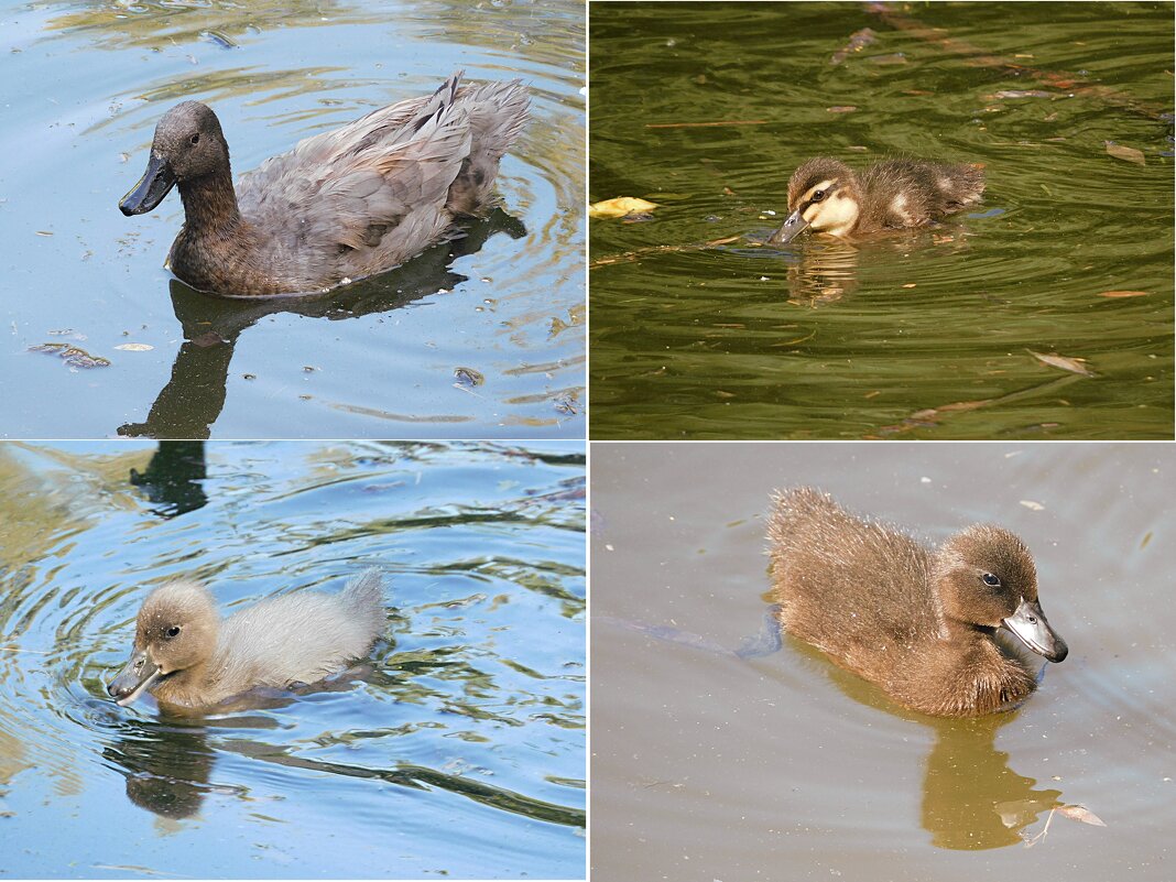 Мама утка и её такие разные птенцы - Лина 