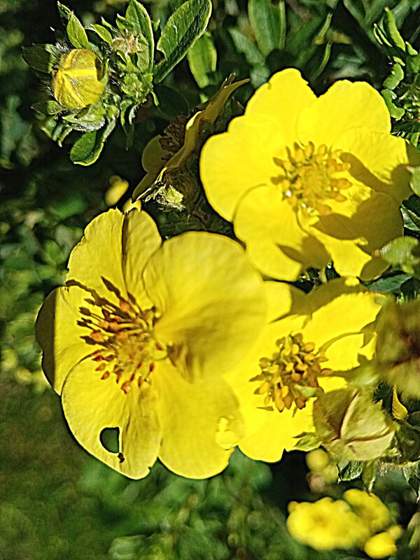 Цветы. - Владимир Драгунский Цветы. - Владимир Драгунский