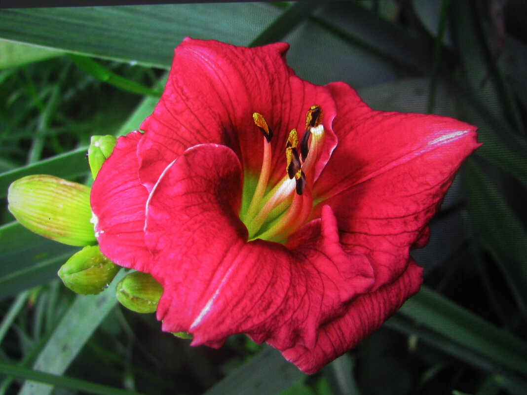 Мелкий, но красивый лилейник - Людмила Смородинская Мелкий, но красивый лилейник - Людмила Смородинская