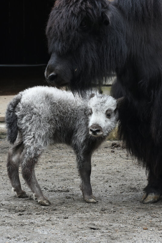 Московский зоопарк. С мамой. - Наташа *****