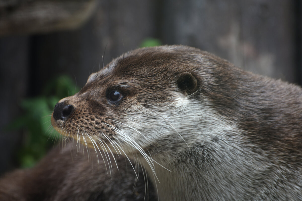 Московский Зоопарк. Выдра. - Наташа ***** Московский Зоопарк. Выдра. - Наташа *****