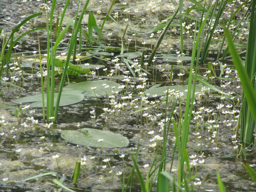водяной лютик - Елена Шаламова