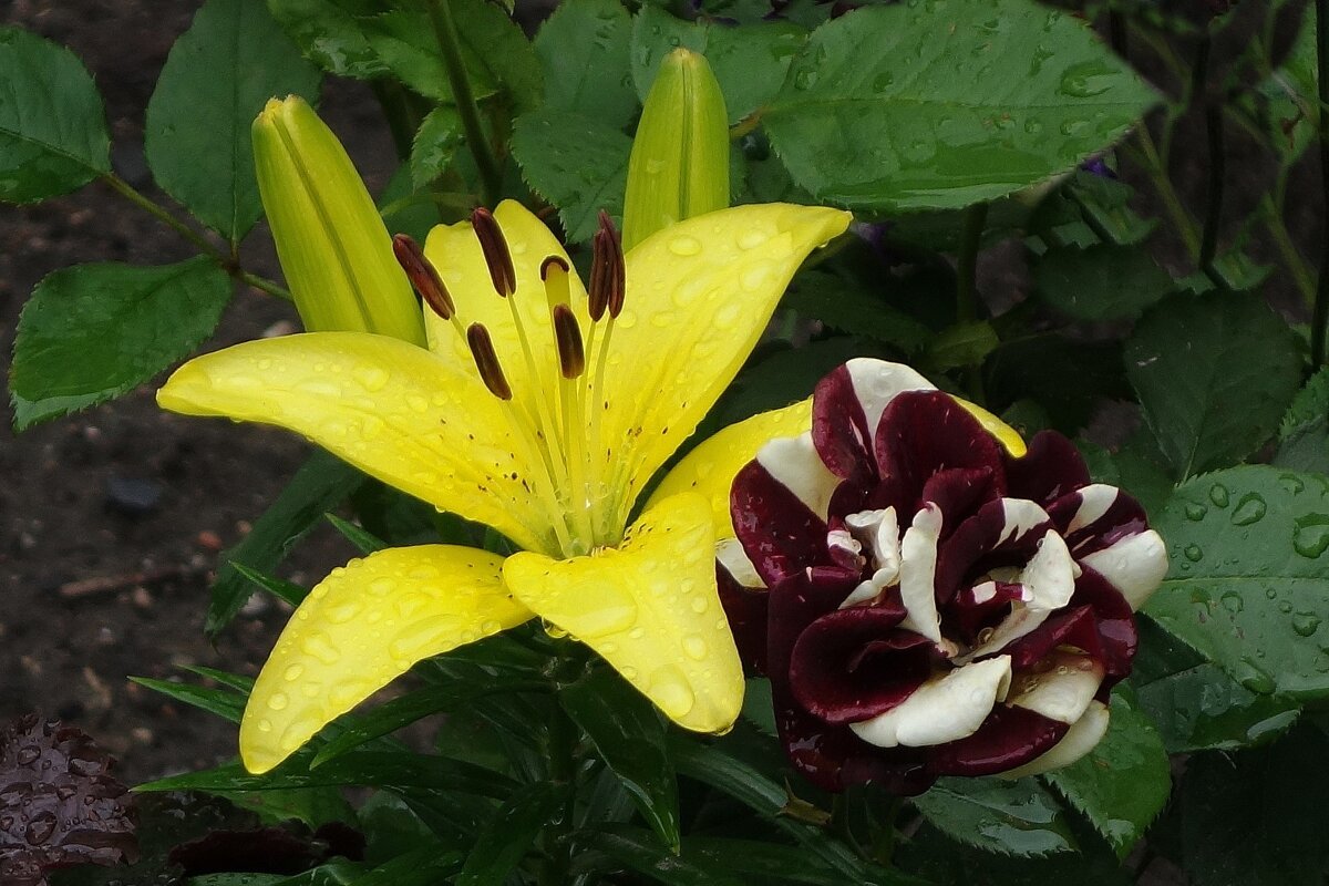 Лилия - Рита Симонова