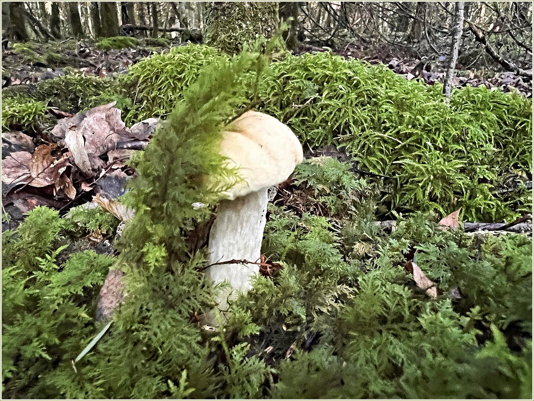 Притаился. - Валерия Комова Притаился. - Валерия Комова