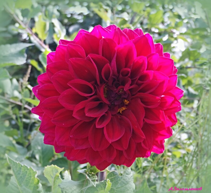 Немного о георгинах... - Андрей Заломленков Немного о георгинах... - Андрей Заломленков