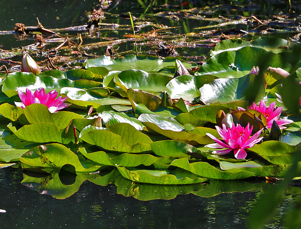 Нимфеи в пруду ботанического сада - Светлана 