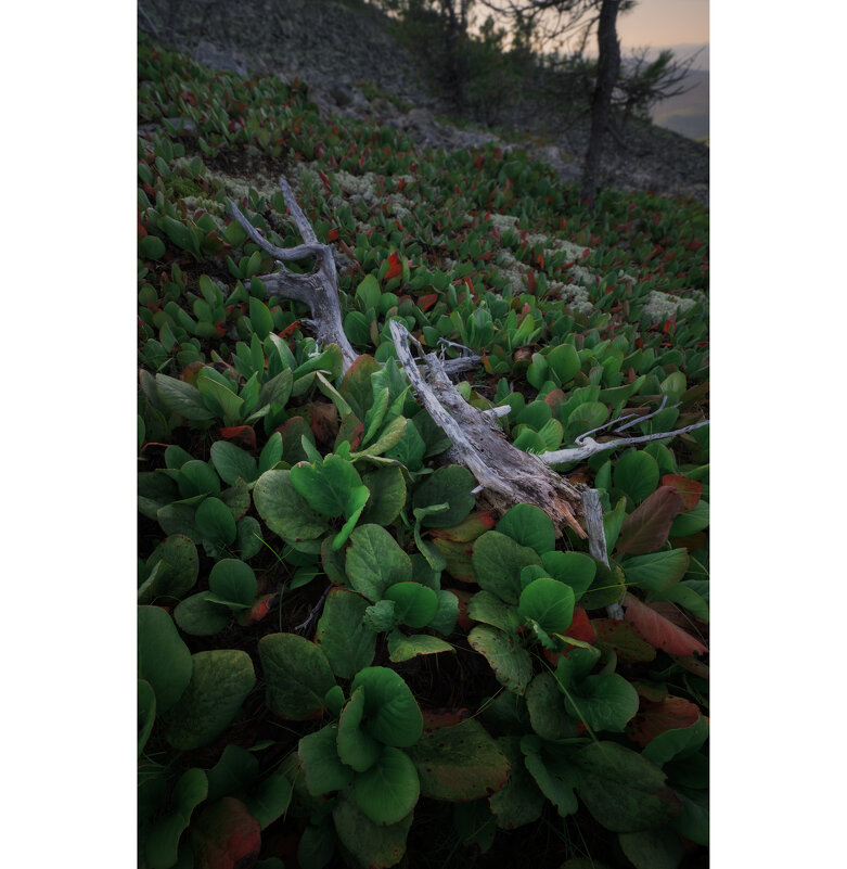 * - Александр Иванов