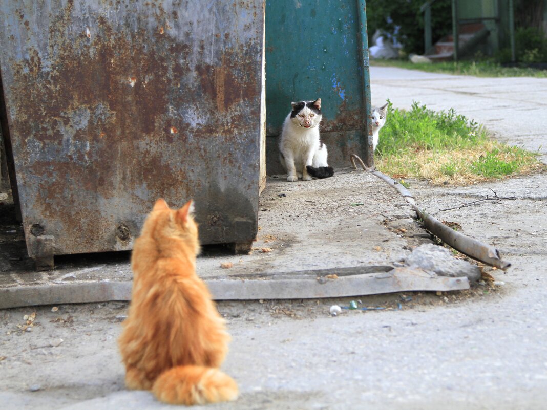 Рыжий,Бывалый и Трус. - Геннадий Валеев