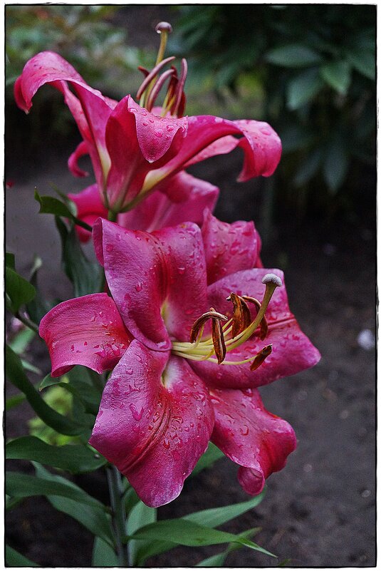 цветок - ставил цветок - ставил