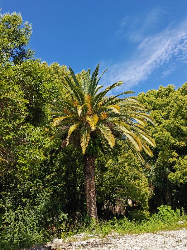 Природа Абхазии - Татьяна Пальчикова