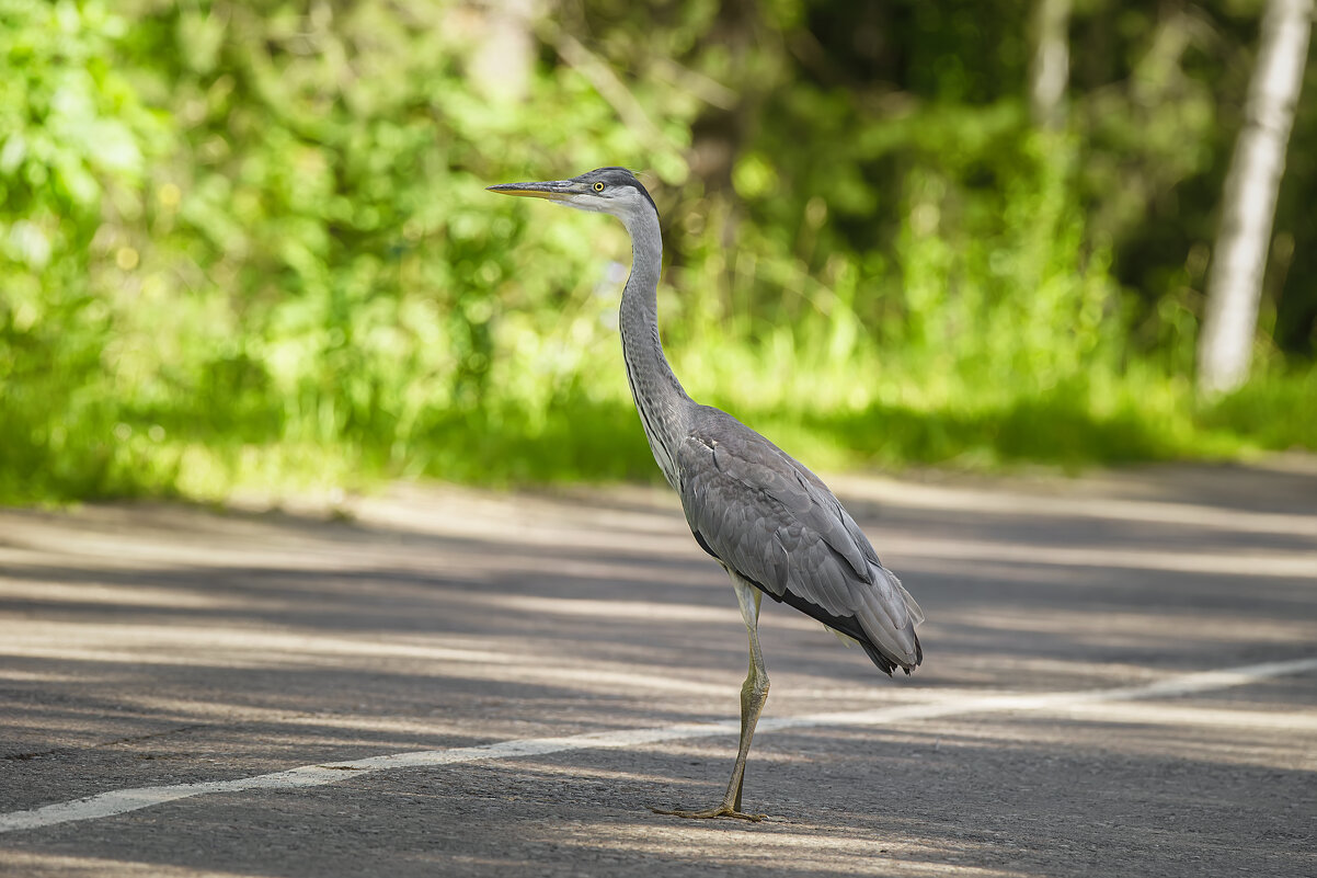 Цапля - Alex Bush
