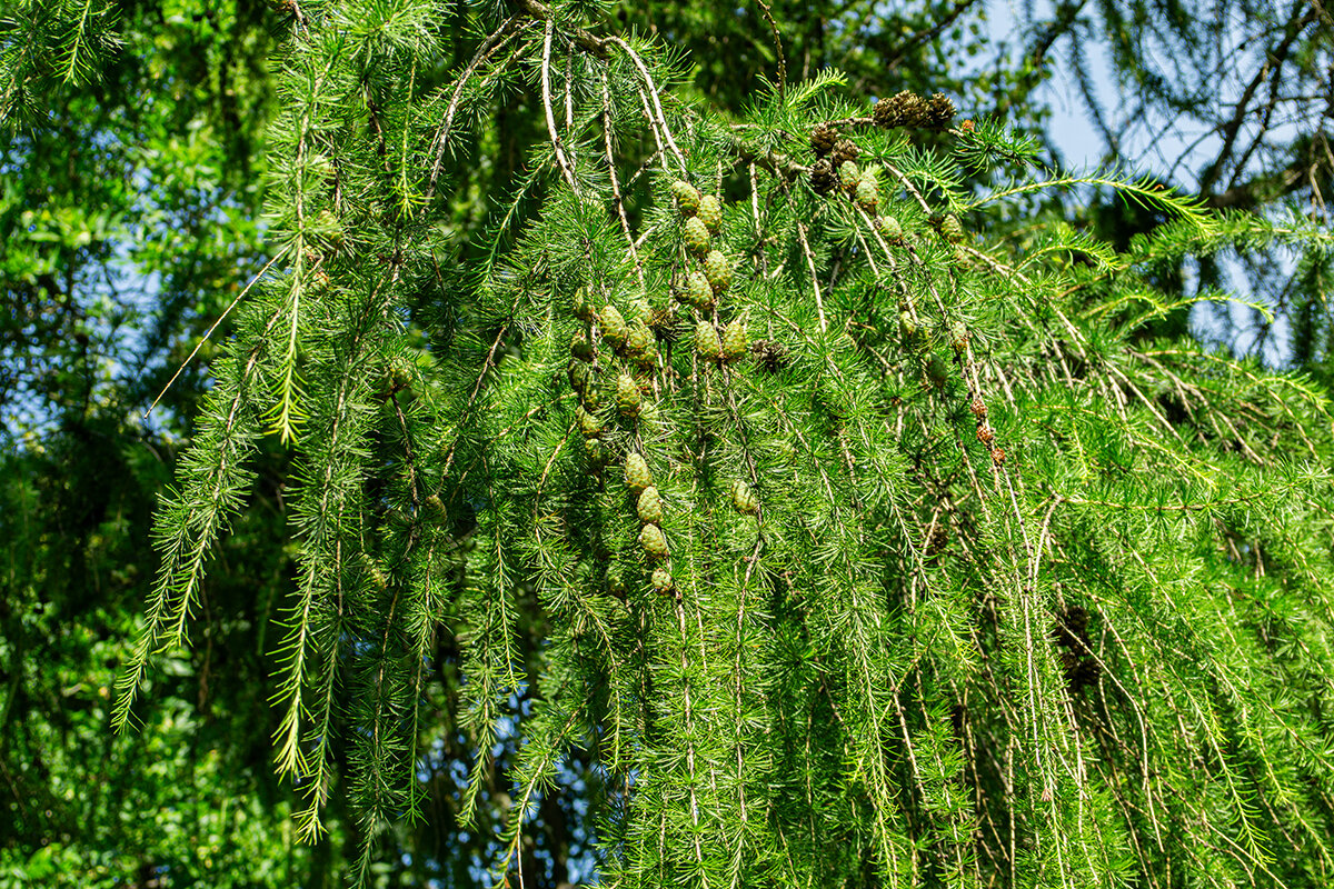 Лето - Ирина Соловьёва
