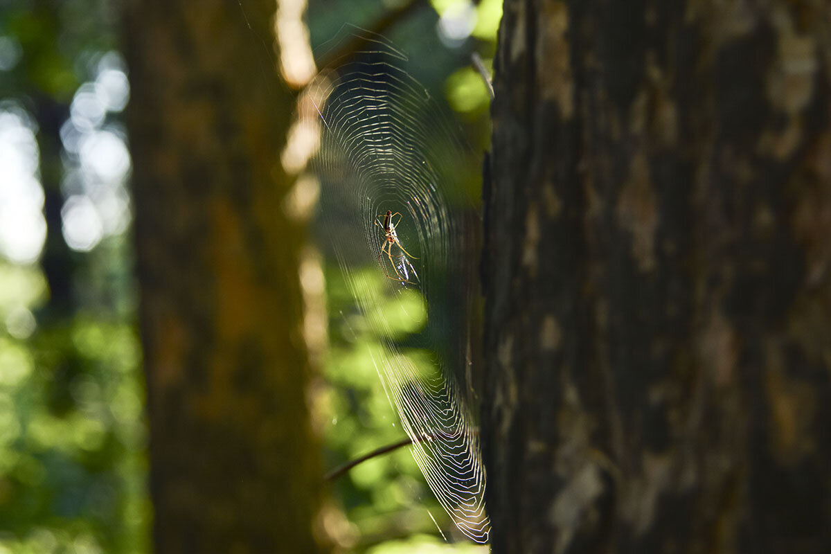 Паутинка - Геннадий Супрун